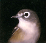 Photo of bird