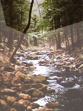 Stream with overhanging forest canopy, effectively shading the stream to moderate water temperature.