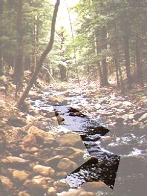 Stream has many pools, which is great habitat for aquatic organisms.