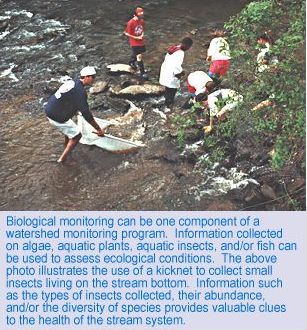 Biological monitoring can be one component of a watershed monitoring program. Information collected on algae, aquatic plants, aquatic insects and fish can be used to assess ecological conditions. The above photo illustrates the use of a kicknet to collect small insects living on the stream bottom. Information such as the types of insects collected, their abundance, and the diversity of species provides valuable clues to the health of the stream system.