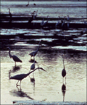 Egrets in water