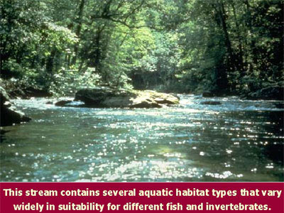 Photo of a stream containing several aquatic habitat types.  These vary widely in their suitability for different fish and invertebrate species.