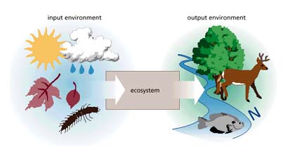 graphic showing patterns that organize the flow of energy into, through, and out of the watershed ecosystem