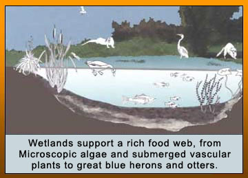 Drawing shows how wetlands support a rich food web, from microscopic algae and submerged vascular plants to great blue heron and otters.