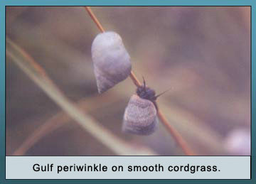 Photo of Gulf periwinkle on smooth cordgrass.