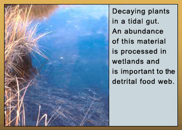 Photo of Decaying plants in a tidal gut. An abundance of this material is processed in wetlands and is important to detrital food web.