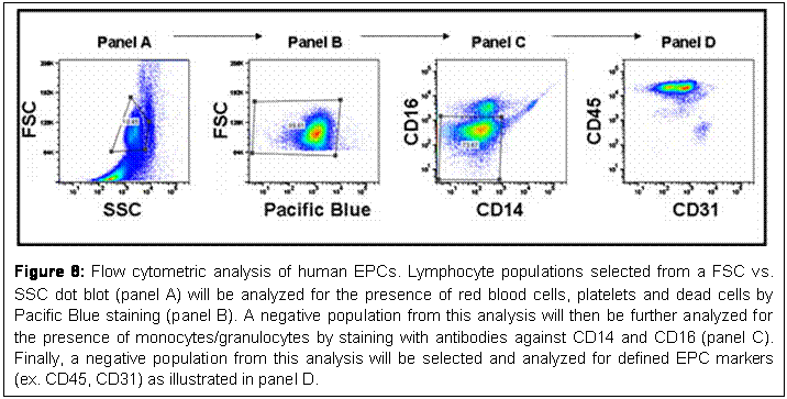 Text Box: Figure 8: Flow cytometric analysis of human EPCs. Lymphocyte populations selected from a FSC vs. SSC dot blot (panel A) will be analyzed for the presence of red blood cells, platelets and dead cells by Pacific Blue staining (panel B). A negative population from this analysis will then be further analyzed for the presence of monocytes/granulocytes by staining with antibodies against CD14 and CD16 (panel C). Finally, a negative population from this analysis will be selected and analyzed for defined EPC markers (ex. CD45, CD31) as illustrated in panel D.
