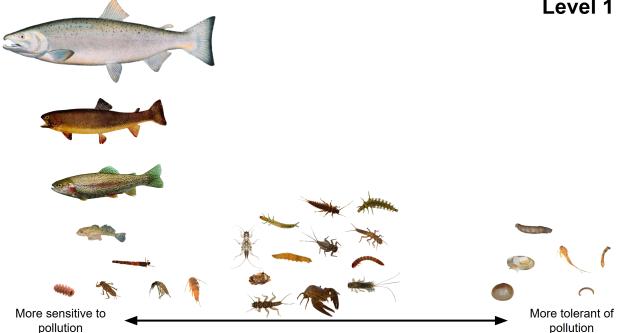 graphic illustrating an example BCG level 1