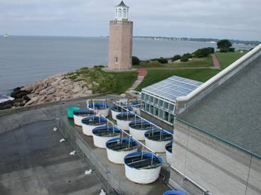 Photograph of the mesocosm facility housed on UCONN's Avery Point Campus, Groton, CT.