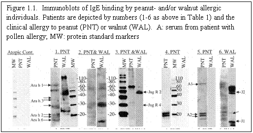Text Box: Figure 1.1.  Immunoblots of IgE binding by peanut- and/or walnut allergic individuals. Patients are depicted by numbers (1-6 as above in Table 1) and the clinical allergy to peanut (PNT) or walnut (WAL).  A: serum from patient with pollen allergy; MW: protein standard markers
  

