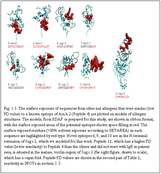 Text Box:  
Fig. 1.3. The surface exposure of sequences from other nut allergens that were similar (low PD value) to a known epitope of Ara h 2 (Peptide 4) are plotted on models of allergen structures. The models, from SDAP or prepared for this study, are shown in ribbon format, with the surface exposed areas of the potential epitopes shown space filling in red. The surface exposed residues (>30% solvent exposure according to GETAREA) in each sequence are highlighted by red type. Novel epitopes 6, 9, and 10 are in the N-terminal extension of Jug r 2, which we modeled for this work. Peptide 12, which has a higher PD value (lower similarity) to Peptide 4 than the others and did not react with IgE in patient sera, is situated in the mature, vicilin region of Jug r 2 (far right figure, drawn to scale), which has a cupin fold. Peptide PD values are shown in the second part of Table 2; reactivity in SPOTs in section 1.3.
