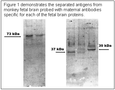 Text Box: Figure 1 demonstrates the separated antigens from monkey fetal brain probed with maternal antibodies specific for each of the fetal brain proteins.
