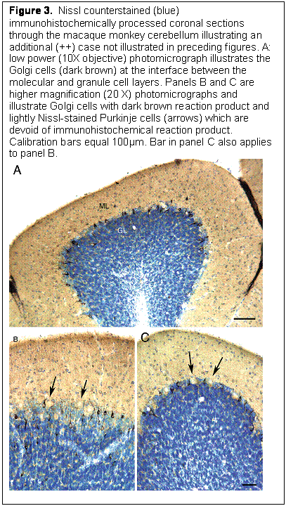 Text Box: Figure 3.  Nissl counterstained (blue) immunohistochemically processed coronal sections through the macaque monkey cerebellum illustrating an additional (++) case not illustrated in preceding figures. A: low power (10X objective) photomicrograph illustrates the Golgi cells (dark brown) at the interface between the molecular and granule cell layers. Panels B and C are higher magnification (20 X) photomicrographs and illustrate Golgi cells with dark brown reaction product and lightly Nissl-stained Purkinje cells (arrows) which are devoid of immunohistochemical reaction product. Calibration bars equal 100µm. Bar in panel C also applies to panel B. 
 
