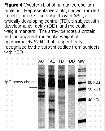 Text Box: Figure 4. Western blot of human cerebellum proteins.  Representative blots, shown from left to right, include: two subjects with ASD, a typically developing control (TD), a subject with developmental delay (DD), and molecular weight markers.  The arrow denotes a protein with an apparent molecular weight of approximately 52 kD that is specifically recognized by the autoantibodies from subjects with ASD.  
 
