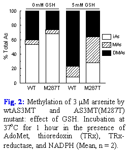 Text Box:
Fig. 2: Methylation of 3 μM arsenite by wtAS3MT and AS3MT(M287T) mutant: effect of GSH. Incubation at 37oC for 1 hour in the presence of AdoMet, thioredoxin (TRx), TRx-reductase, and NADPH (Mean, n = 2).