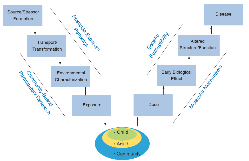 The Public Health paradigm “V-diagram” frames and integrates the Center’s research efforts.