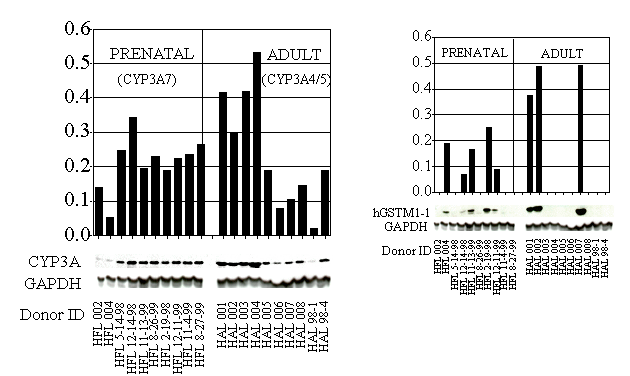 Western Blot Analysis of Cytochrome P4503A