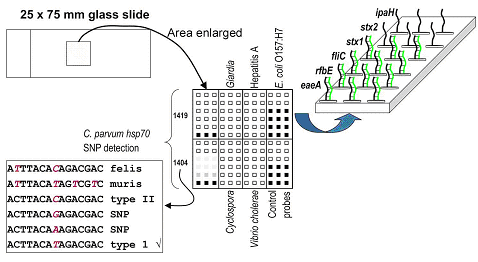 A Conceptual Microarray for the Detection of Waterborne Pathogens
