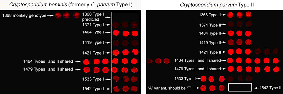 Comparison of Hybridization Response Profiles for the Forensic Identification of <em>C. hominis</em> (formerly <em>C. parvum</em> Genotype I) and <em>C. parvum</em> Genotype II Using the Secondary RNA Amplification Approach