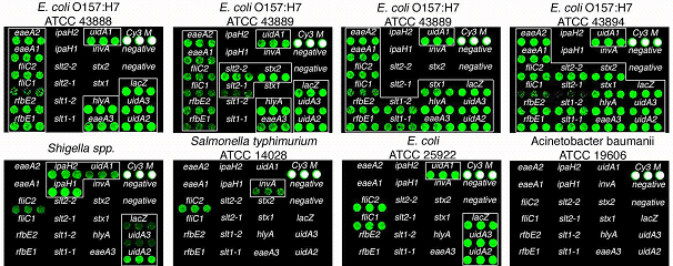 Array-Based Detection of RNA From Members of the Enterobacteriaceae Family and Related Genera. Boxes drawn around the hybridized probes indicate the expected hybridization outcomes