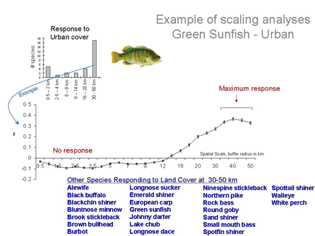 Scale of Responses to Land Use for the Green Sunfish. Maximum responses were observed at large spatial scales (30 to 50 km radius). Many fish species respond to land use at these large spatial scales. 