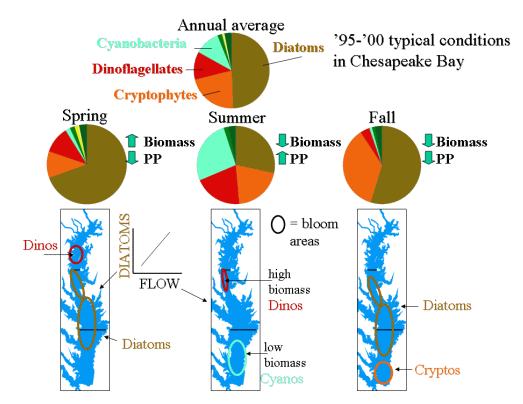 Conditions of Phytoplankton Floral Composition, Chl-a Biomass, and Primary Productivity in the Main Stem of Chesapeake Bay. These conditions represent long term averages derived from the LMER TIES dataset (1995-2000)