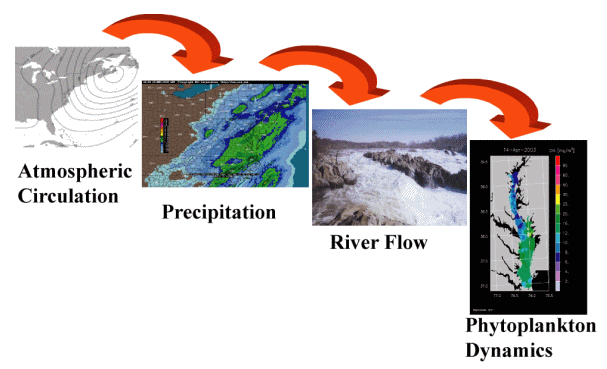 Conceptual Links of Atmospheric Circulation, Precipitation, River Flow, and Phytoplankton Dynamics
