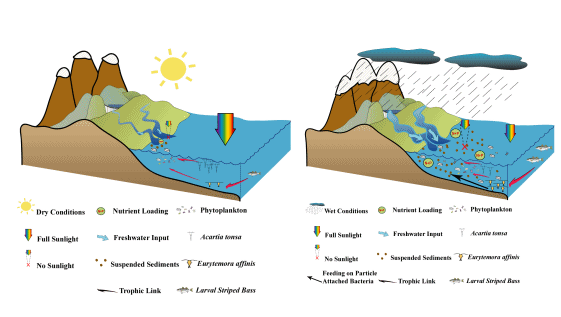 Conceptual Diagram of Upper Chesapeake Bay Response to Dry (left) and Wet (right) Conditions