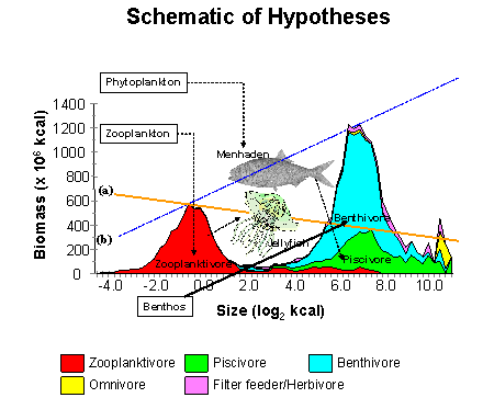 Schematic of Biomass Size Spectrum and Related Hypotheses in the Chesapeake Bay