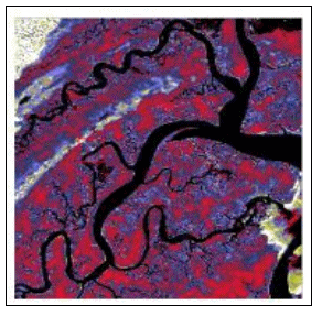 An ADAR Image, Classified to Show Chlorophyll Density in a Salt Marsh at North Inlet