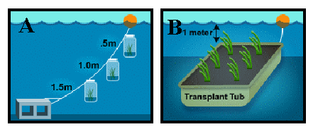 Schematic of Seagrass RopeAssay (A) and TubAssay (B) To Detect Responses of Plants to Water Quality and Light-Attenuation With Increasing Depth