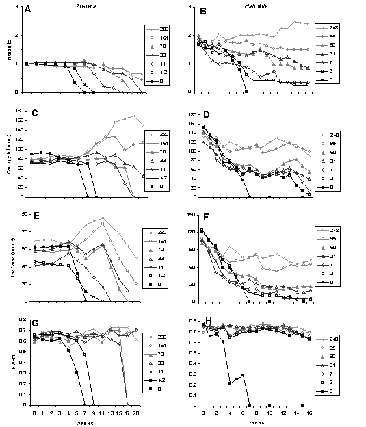 Plant Growth and Photosynthesis Responses for Z. marina and H