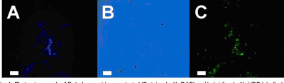 Figure 1. Photomicrograph of Dehalococcoides sp. Strain VS Stained with DAPI and Hybridized with HRP-Labeled  Oligonucleotide Probes. A. DAPI image. B. phase contrast image. C. Dehalococcoides sp. genus-specific probe image.