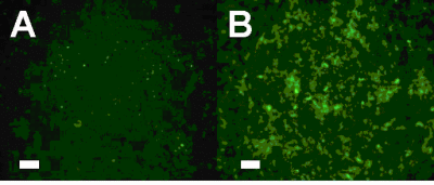 Figure 2. Photomicrograph of the Evanite Enrichment Culture Hybridized with HRP-Labeled Oligonucleotide Probes. A. Dehalococcoides sp. genus-specific probe image. B. general Eubacteria probe image.