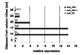Figure 3. Relative Expression of Reductive Dehalogenases on Column 1. The expression data was normalized to the gene abundance based on genomic DNA extractions from each section.