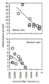 Figure 4. Relationship Between Mean Salamander Abundance and Autumn Litter Volume Among Hardwood Forest Sites.