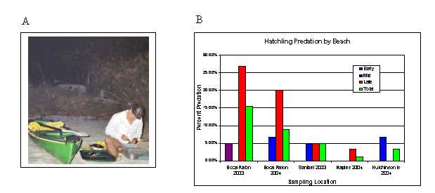 (A) Preparing To Track Hatchlings Offshore; and (B) Proportion of Hatchlings Predated During Early, Middle, and Late Subseasons at All Sampling Locations