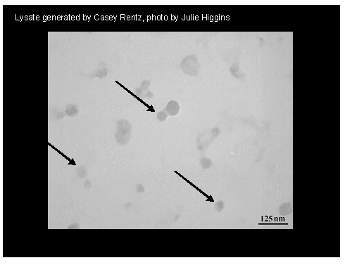 Isolated Viral Lysate Specific to <em>A. anophagefferens</em>