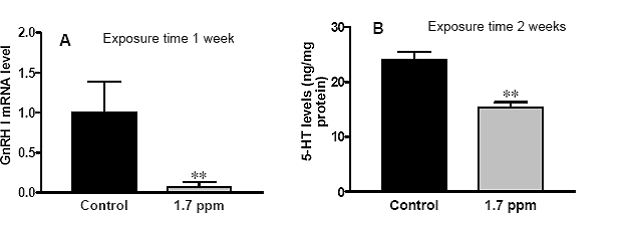 Neuroendocrine Indicators, Hypothalamic GnRH mRNA (A) and 5-HT (B),  Levels in Atlantic Croaker Chronically Exposed to Hypoxia in Laboratory Studies.