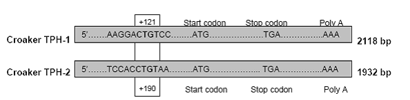 Schematic Representation of Full Length cDNAs of Croaker TPH-1 and  TPH-2  and the Proximal Region of Croaker  TPH Promoters (In Box).