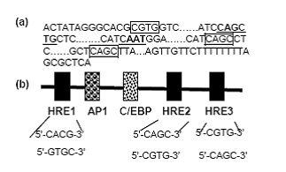 Croaker TPH-1 Promoter (a) Nucleotide Partial Sequence of the 5’-Flanking Region. Putative cis-regulatory elements (activating protein-1, AP-1), CAAT enhancer binding protein (C/EBP) are underlined. (b) Proximal promoter region contains three HREs.