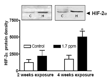 Western Immunoblots of HIF-2α in the Ovary of Atlantic Croaker Chronically Exposed to Hypoxia for 2 and 4 Weeks.