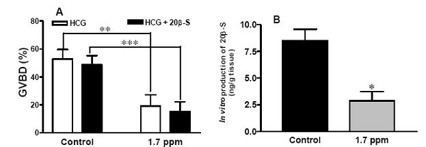 Effects of HCG and Progestin 20b-S on GVBD (A), and In Vitro Production of 20b-S by Intact Follicles of Atlantic Croaker Oocytes in Response to HCG (B).