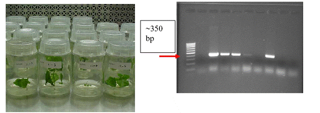 Kanamycin-Resistant Poplar Plants and PCR Confirmation.