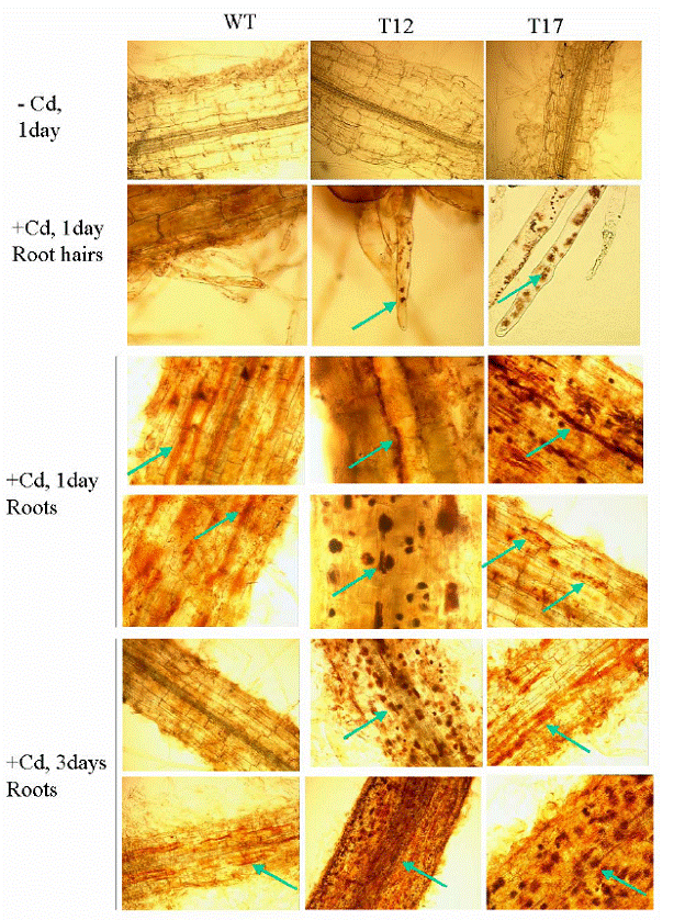 Metal Binding in Transgenic Tobacco: Dithizone Staining of Tobacco Wild-Type (WT) and Transgenic Lines T12 and T17 Hydroponically Grown in the Presence or Absence of 200 mM Cd (NO3)2