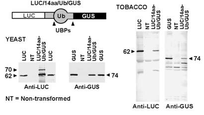 Expression of the Ub-Based Vector in Yeast and Tobacco.
