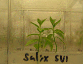 Salix  Clone, SV-1, Growing Well in Tissue Culture.