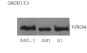 Figure 1. Representative Western Blot of the Endoplasmic Reticulum Stress Marker, Gadd 153, in Homogenized Hippocampal Tissue.