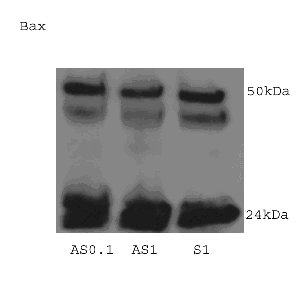 Figure 2. Representative  Western Blot of the Pro-Apoptotic Bax and Anti-Apoptotic Bcl-2 Markers in Hippocampal Tissue.