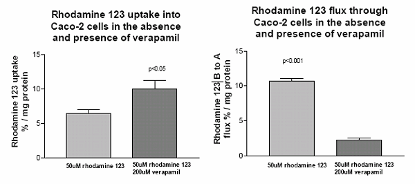 Figure 1: Rhodamine 123 uptake into Caco-2 cells in the absence and presence of verapamil (left panel) and rhodamine 123 flux through Caco-2 cells, from the B-to-A direction, in the absence and presence of verapamil (right panel).